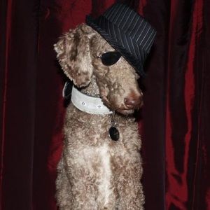 Meet your Posher, Elizabeth